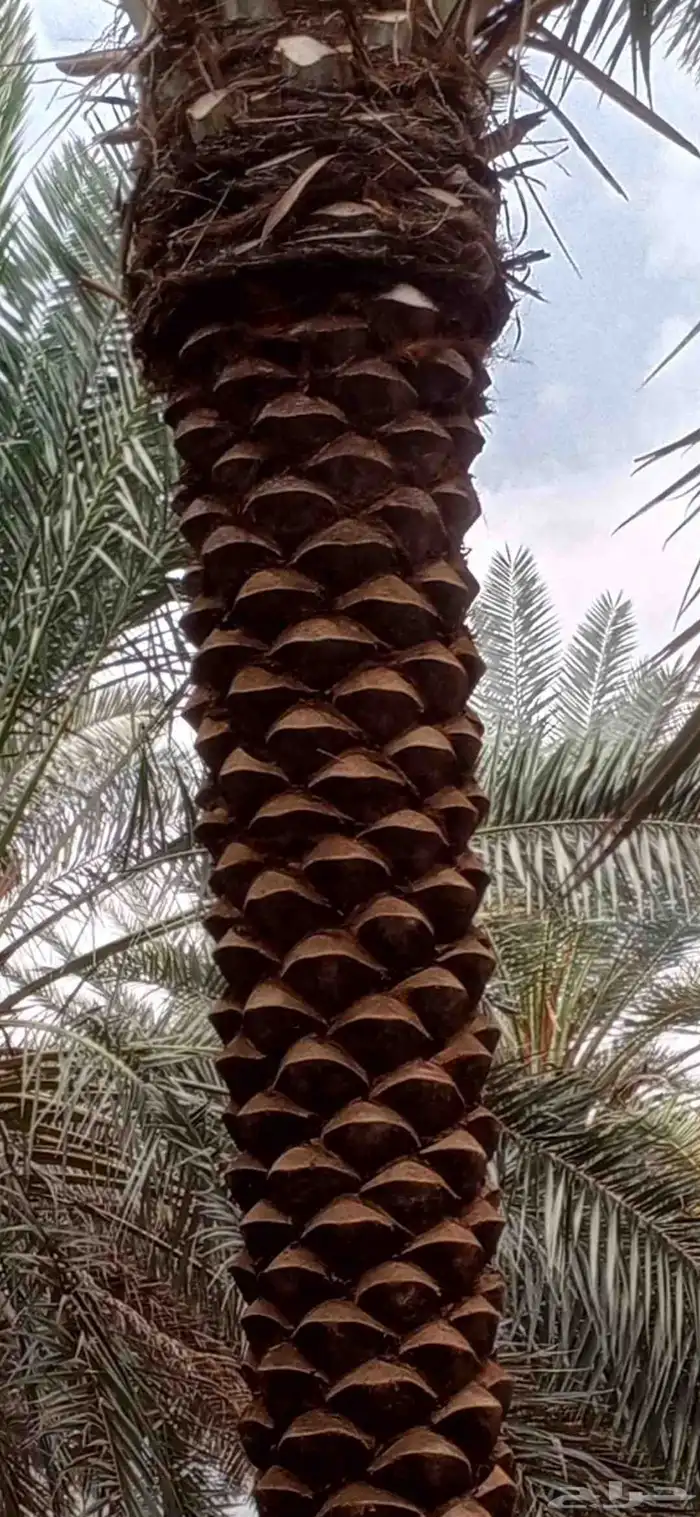 سلام عليكم. نقوم بتكريب وتنظيف وشذاب نخل العربي ول واشنطونيا 0