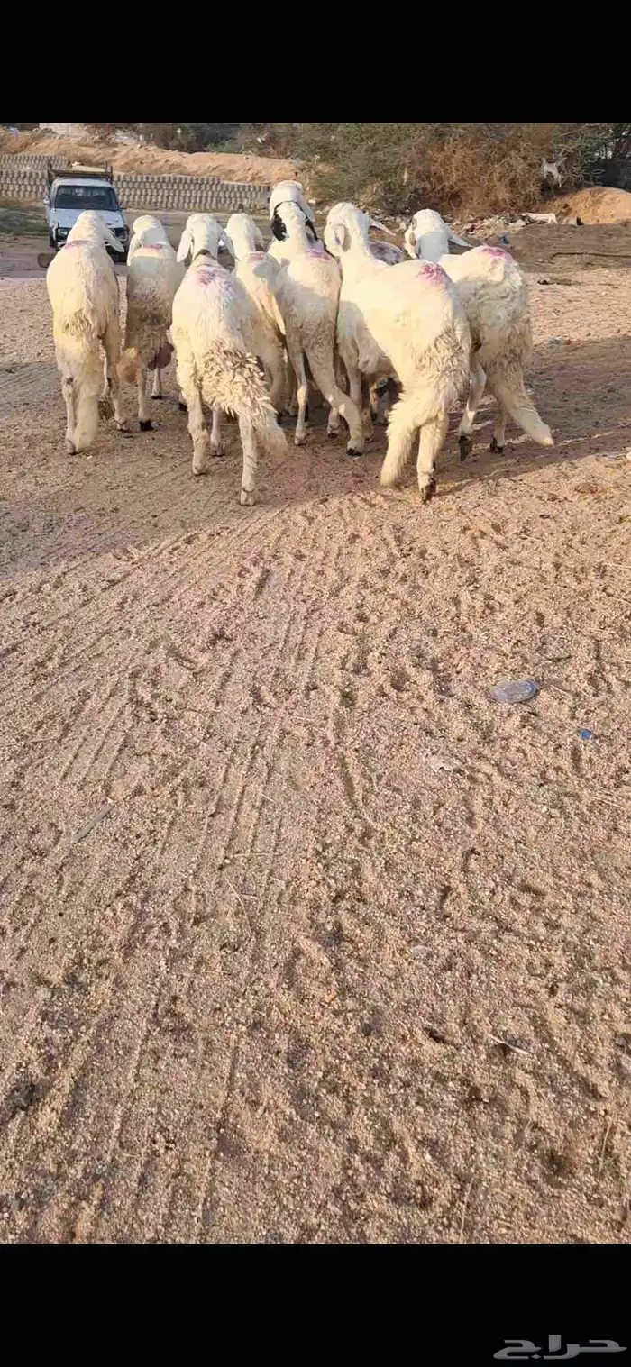 للبيع طليان سواكن مرابي فل شحم 3