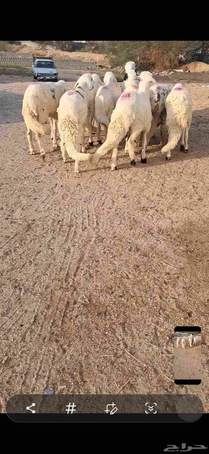 للبيع طليان سواكن مرابي فل شحم 4
