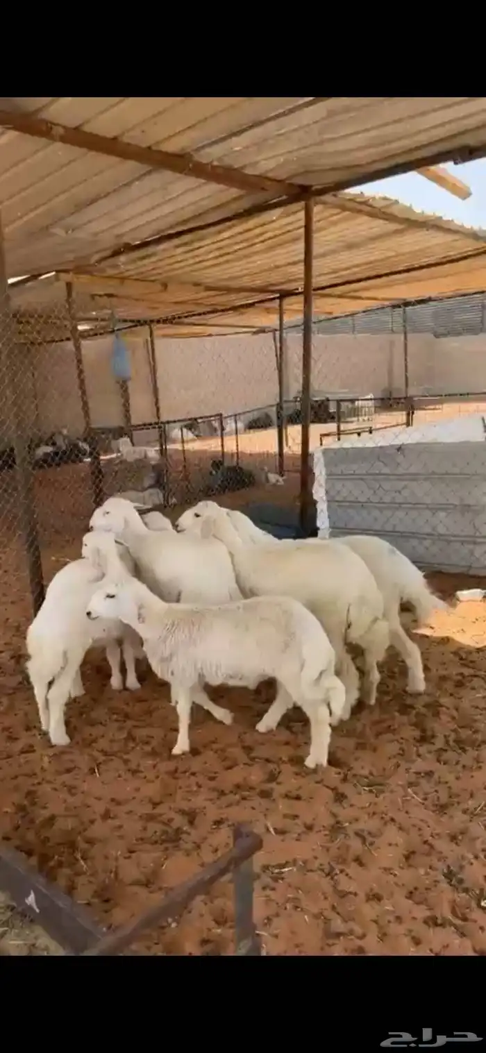 ثلاث خرفان وأربع رخال حريات طيبه 2