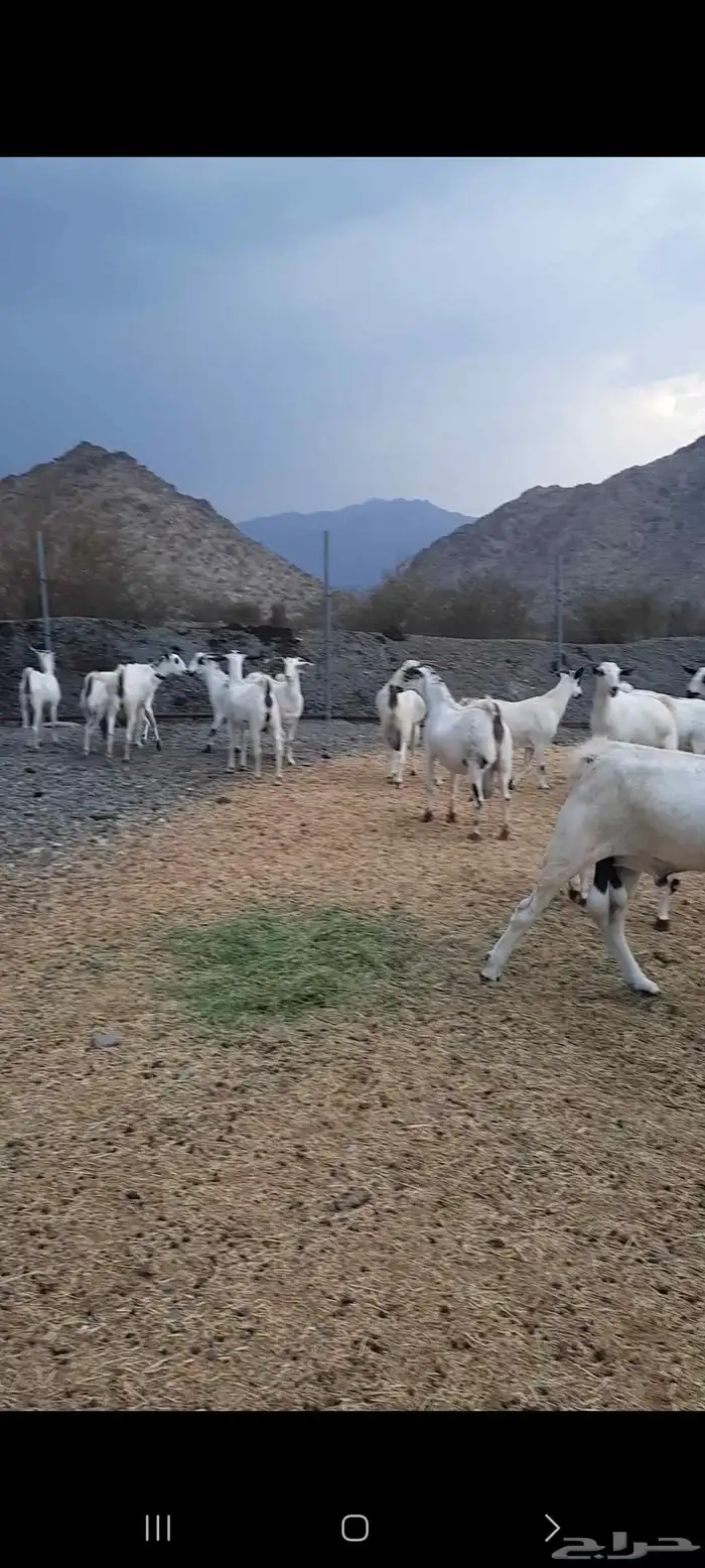 معزا بيشيات صنف الصنف للبيع ويشمل الموقع كامل 2