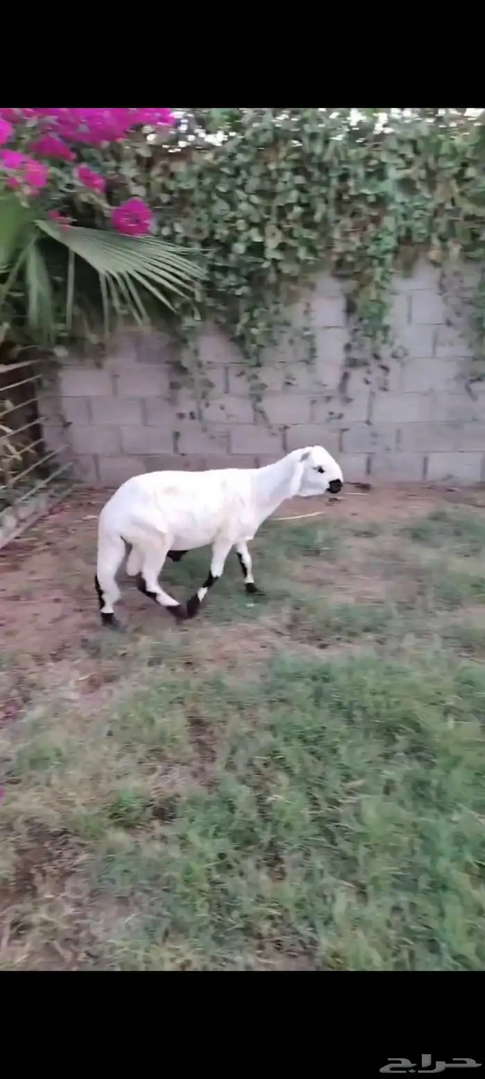 جذع ساكلي ابيض طيب 1