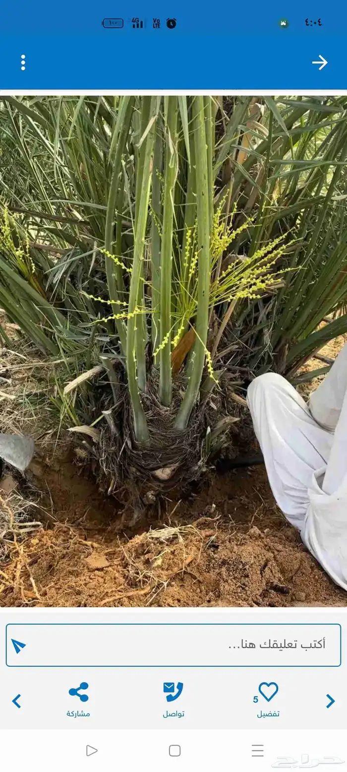 نخل 0