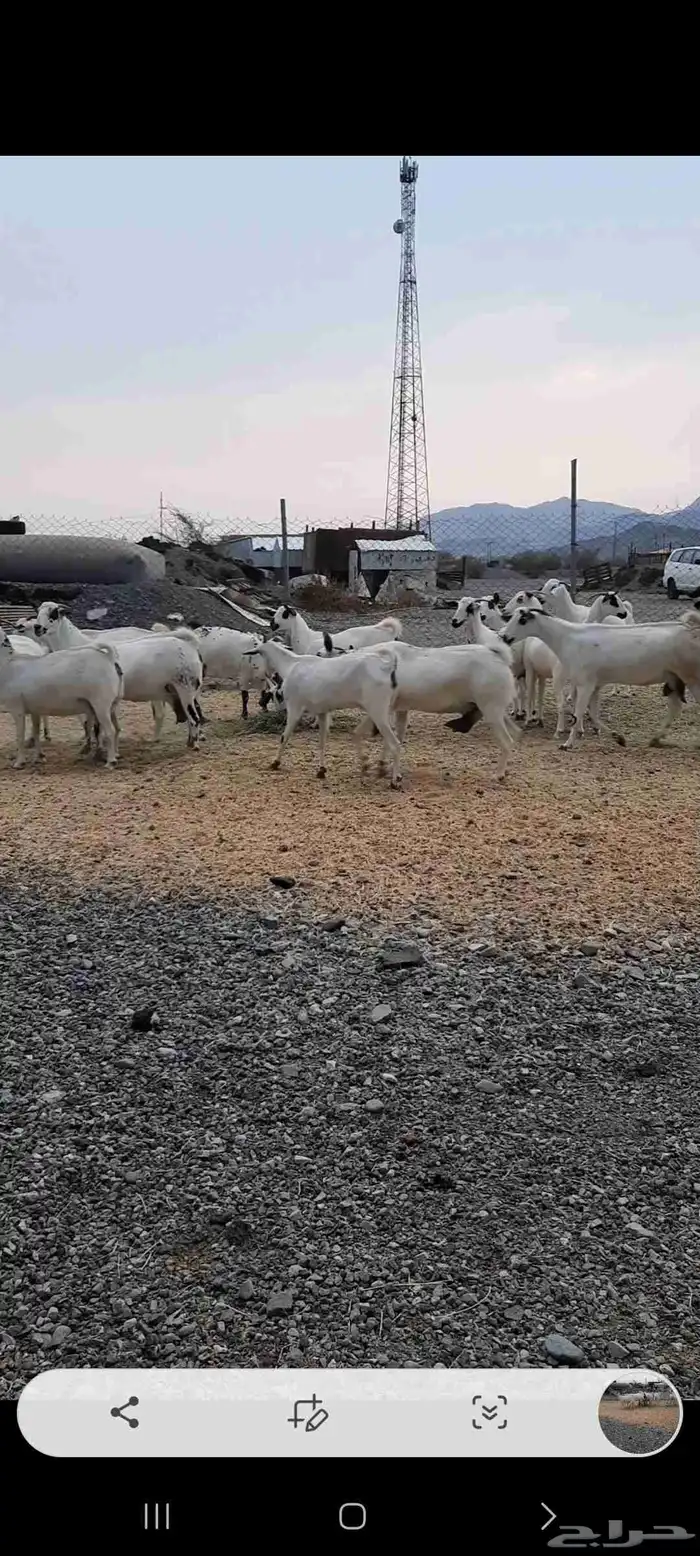 معزا بيشيات صنف الصنف للبيع ويشمل الموقع كامل 0