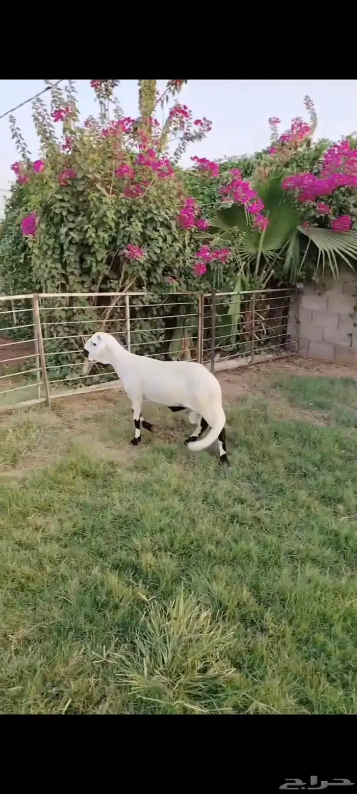 جذع ساكلي ابيض طيب 0