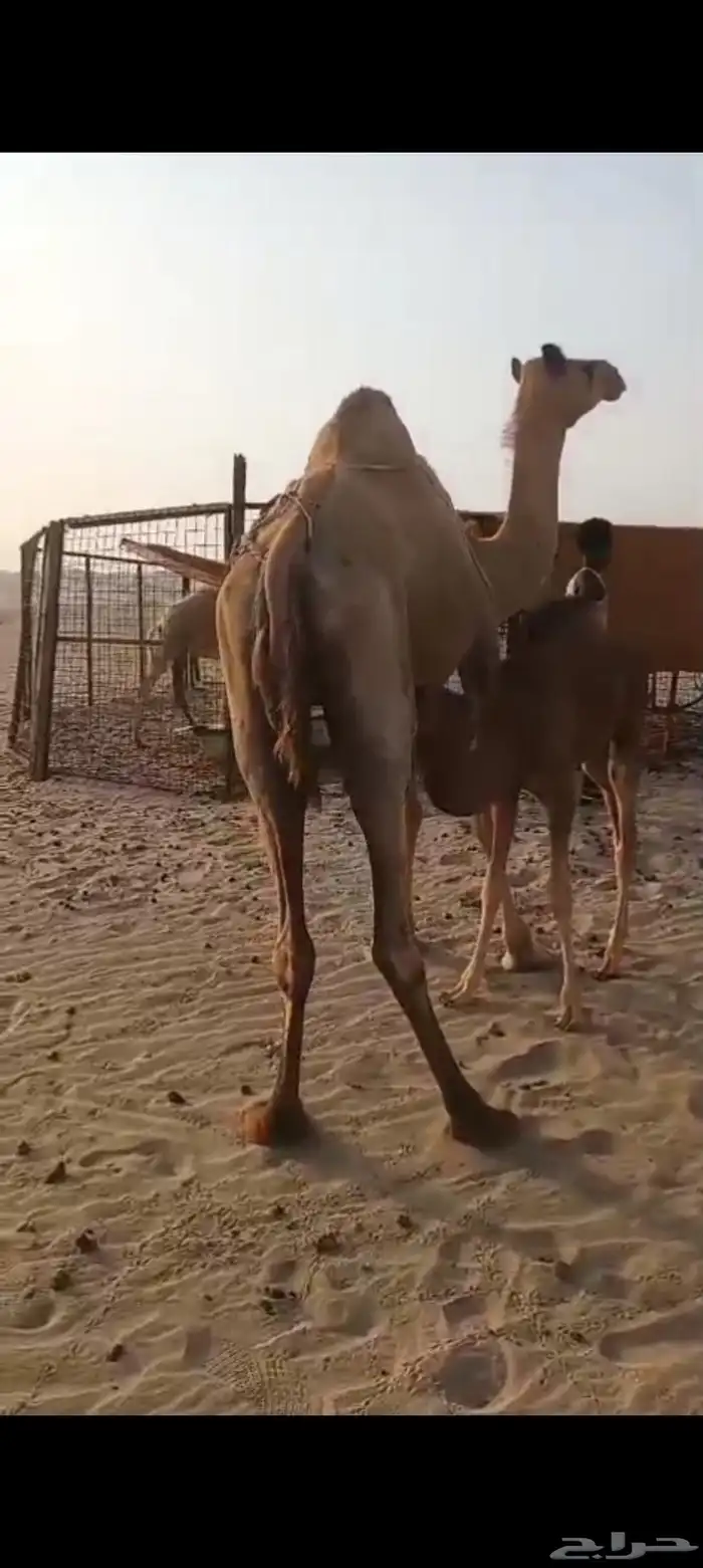خلفه منيحه ب 8500 تم البيع 3