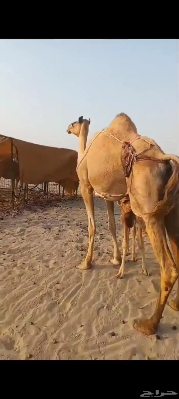 خلفه منيحه ب 8500 تم البيع 1