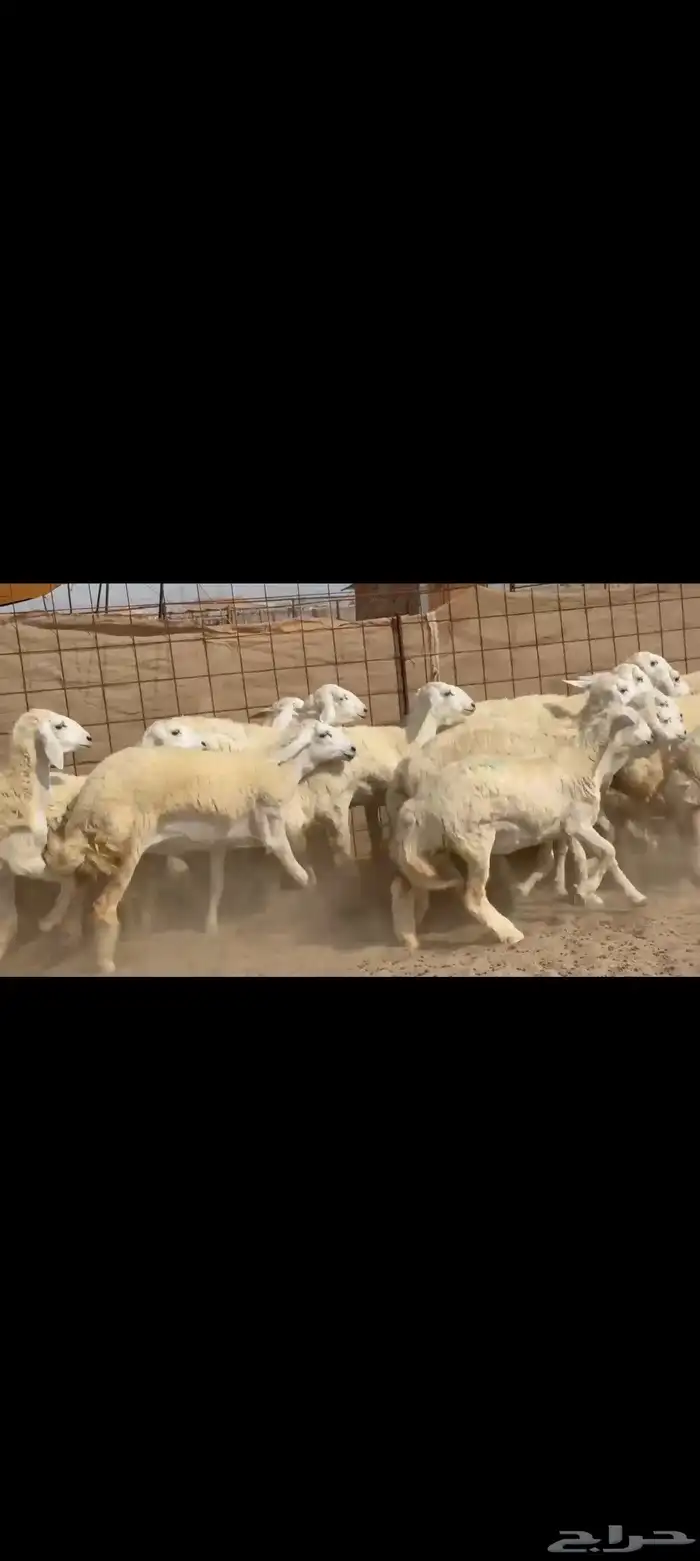 غنم حريات رخال جدعات 7