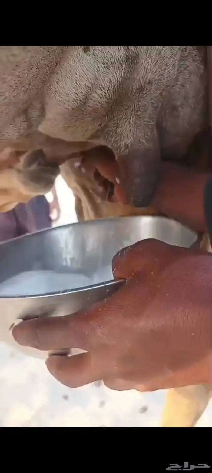خلفه منيحه ب 8500 تم البيع 4