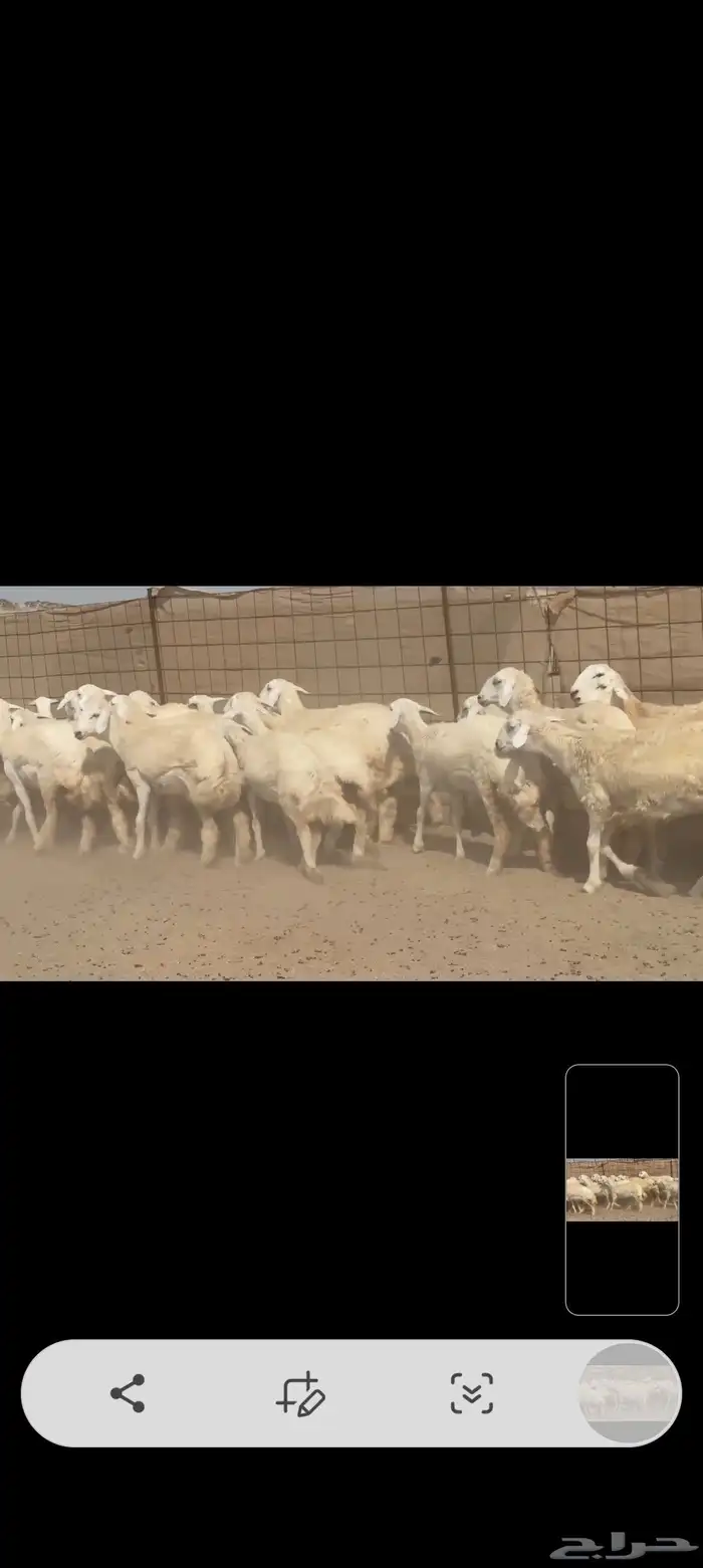 غنم حريات رخال جدعات 6