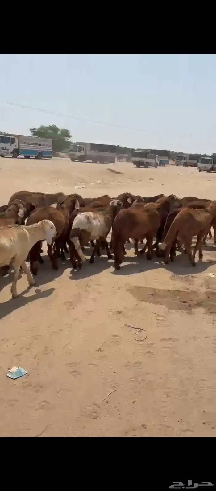 طليان سواكني 4