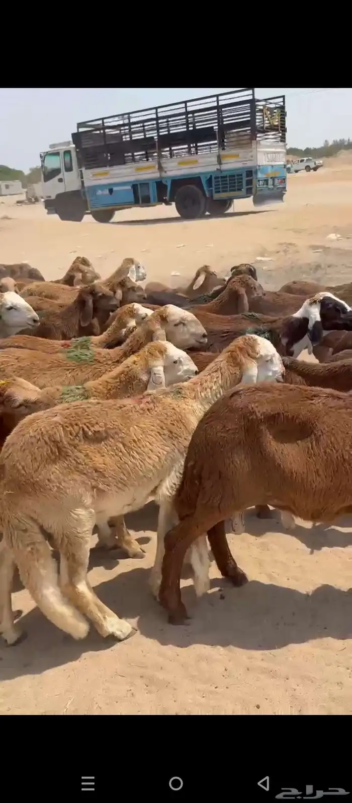 طليان سواكني 2