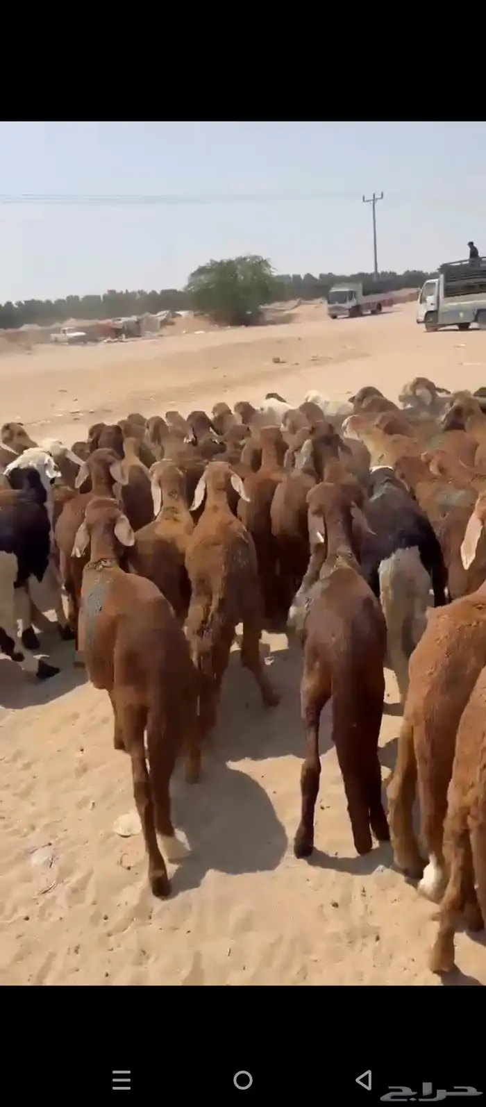 طليان سواكني 5