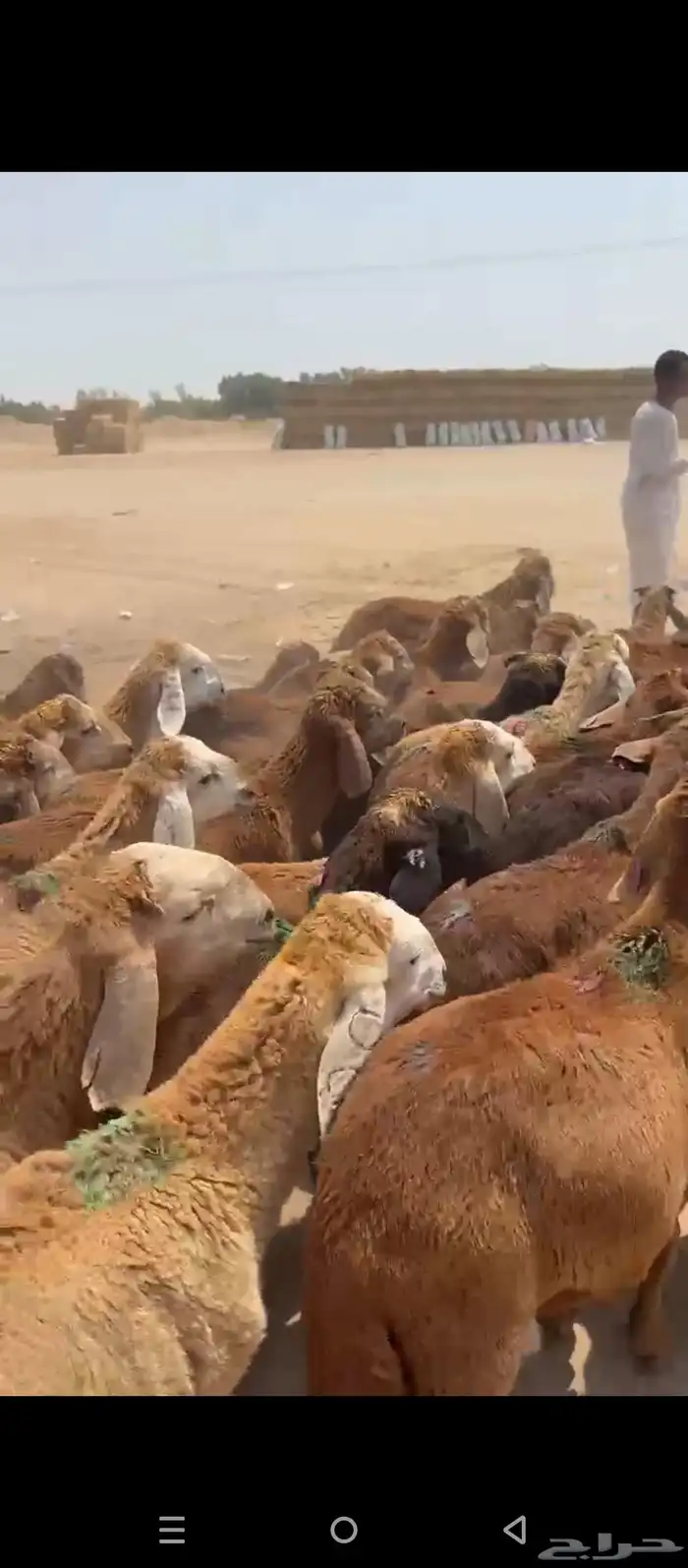 طليان سواكني 0