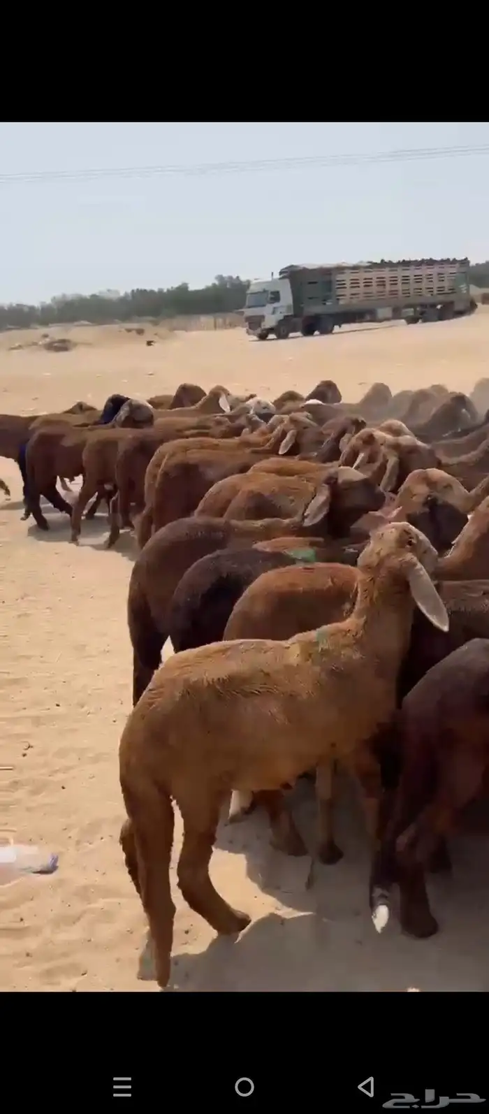 طليان سواكني 7