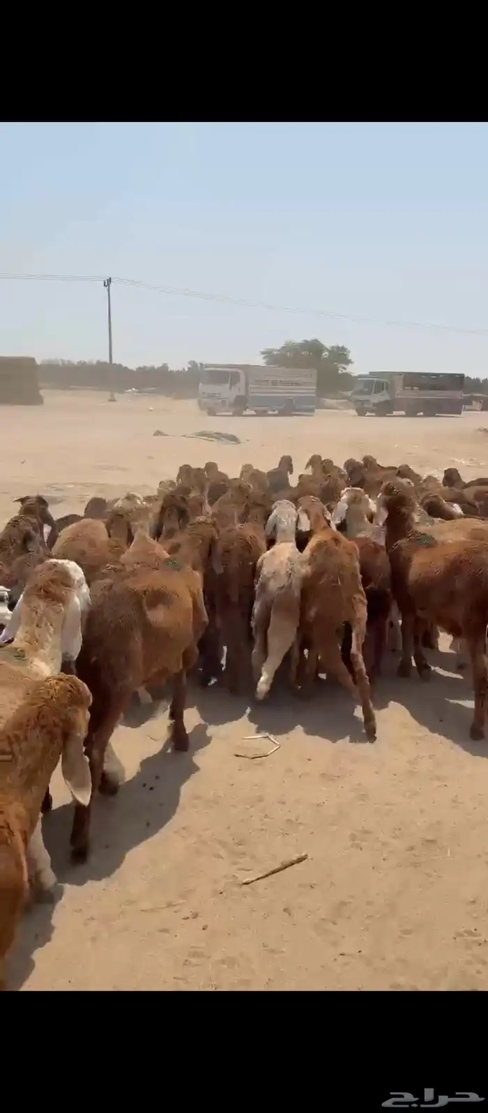 طليان سواكني 1