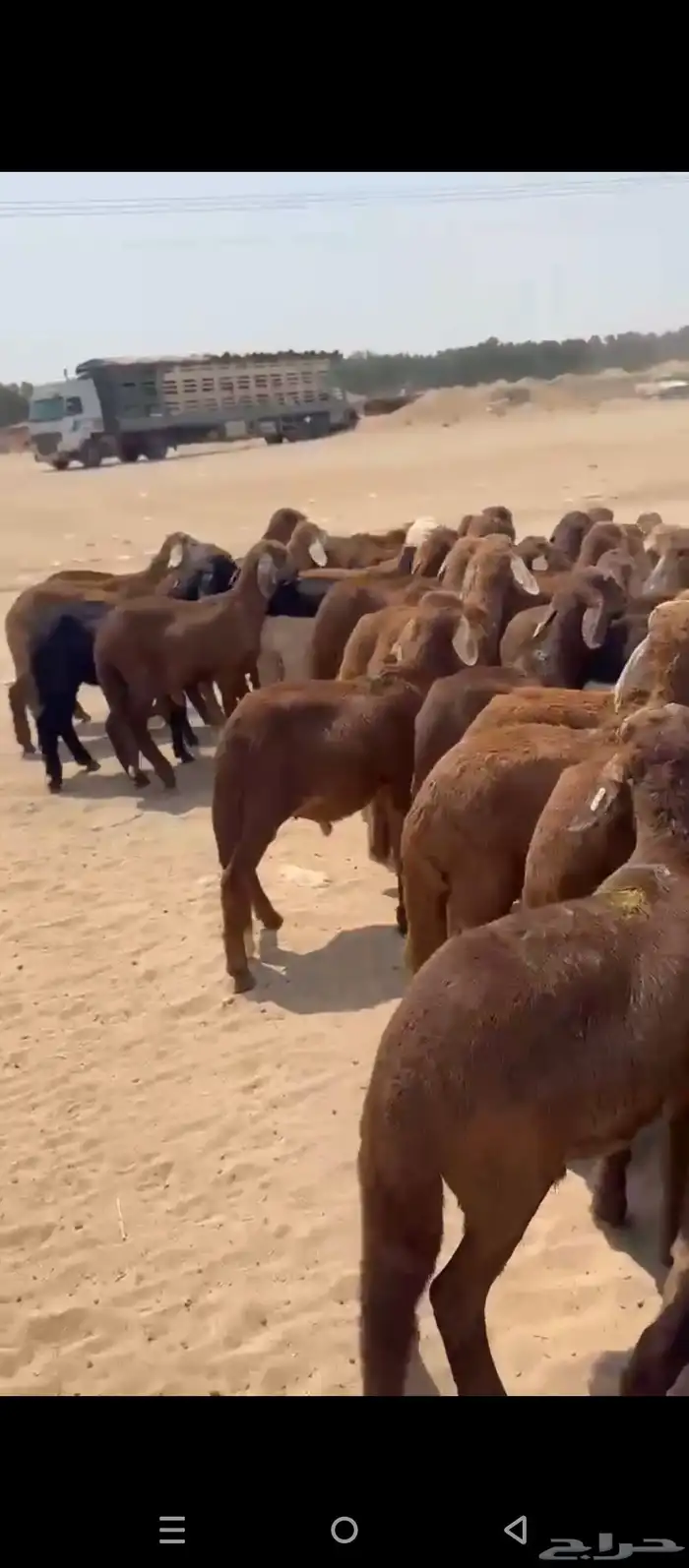 طليان سواكني 6