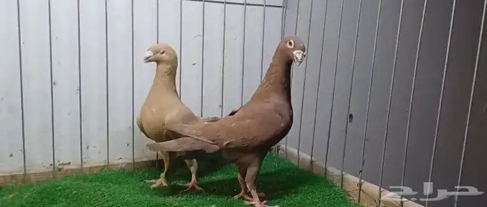 هومر 0
