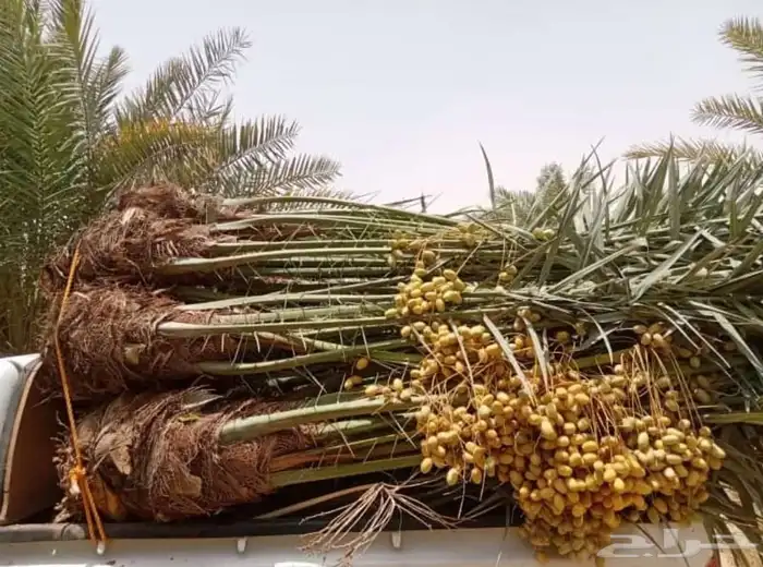 السلام عليكم ورحمه الله وبركاته عندنا نخل طيب متواجد في مكه 8