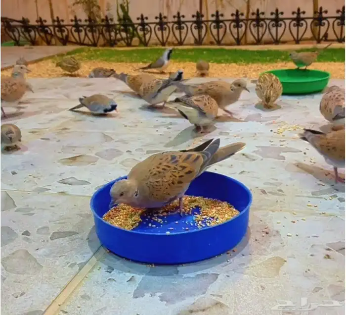 قمري نزل منتج 3