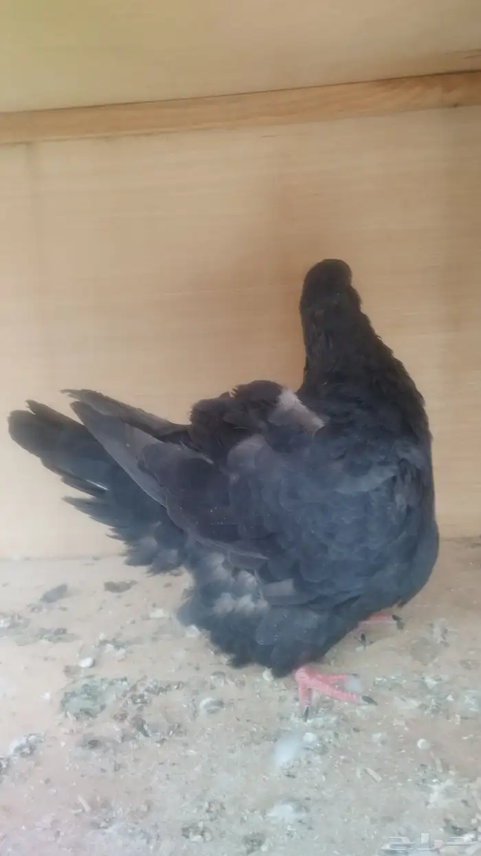 ذكر فرش أسود 0