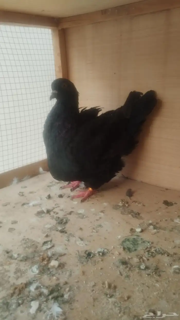 ذكر فرش أسود 3