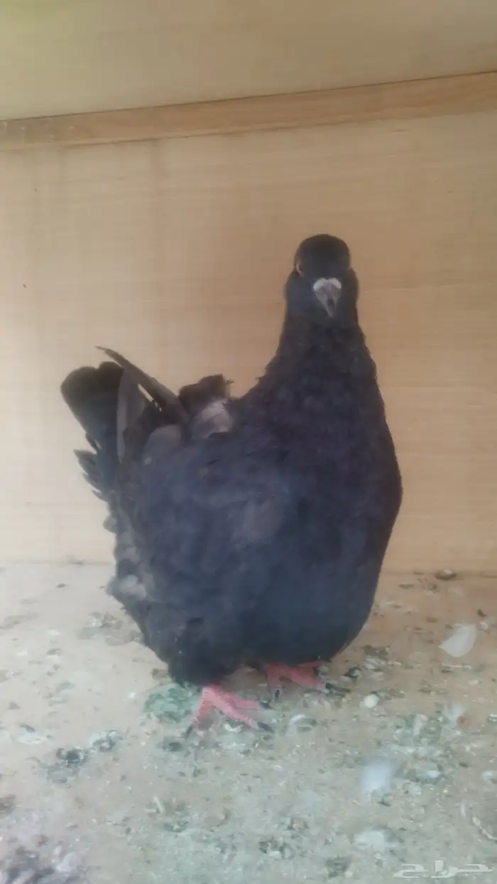 ذكر فرش أسود 1