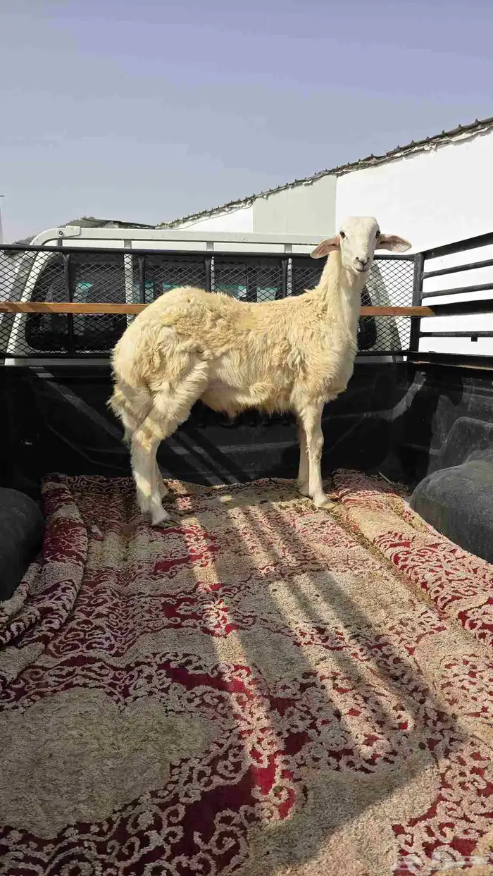 طليان حريه وسواكن تربيه وشي يبيض الوجه ماشاءالله 14