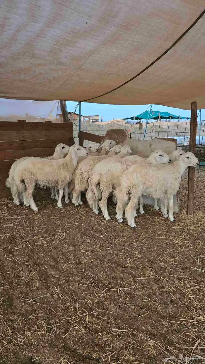 طليان حريه وسواكن تربيه وشي يبيض الوجه ماشاءالله 6