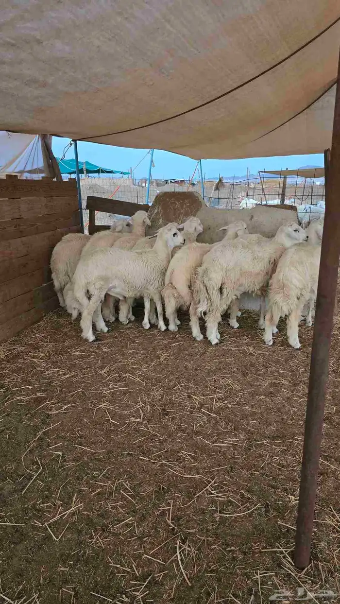 طليان حريه وسواكن تربيه وشي يبيض الوجه ماشاءالله 5