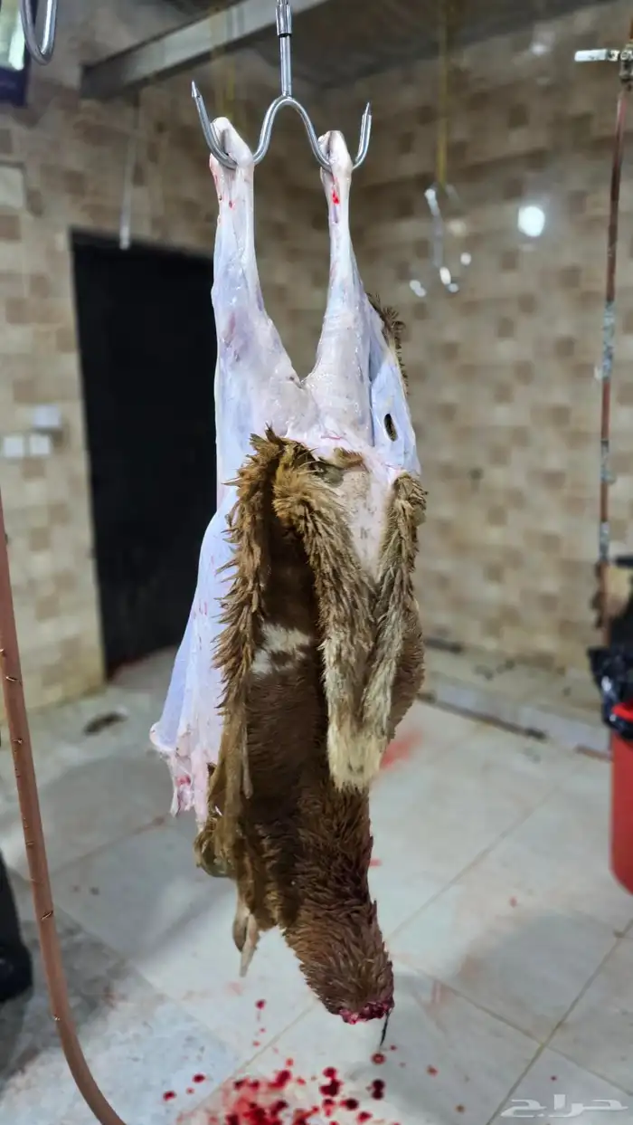 طليان حريه وسواكن تربيه وشي يبيض الوجه ماشاءالله 7