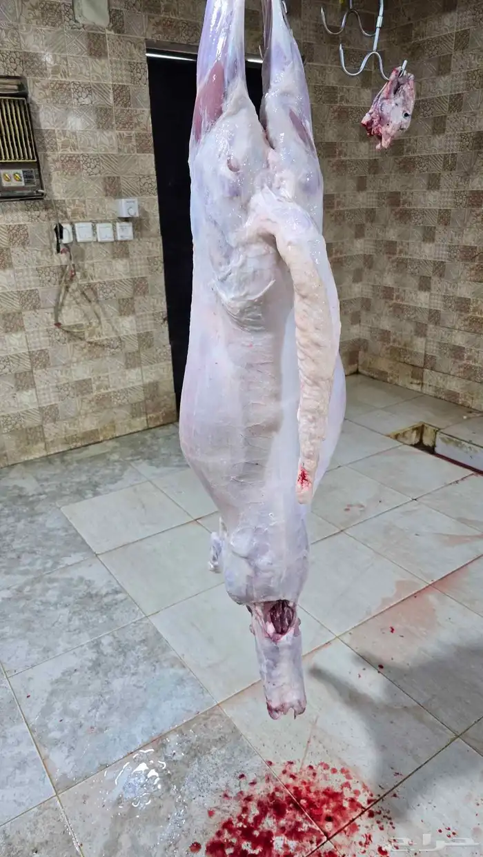 طليان حريه وسواكن تربيه وشي يبيض الوجه ماشاءالله 9