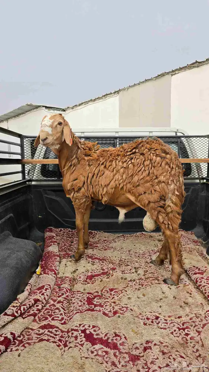 طليان حريه وسواكن تربيه وشي يبيض الوجه ماشاءالله 15