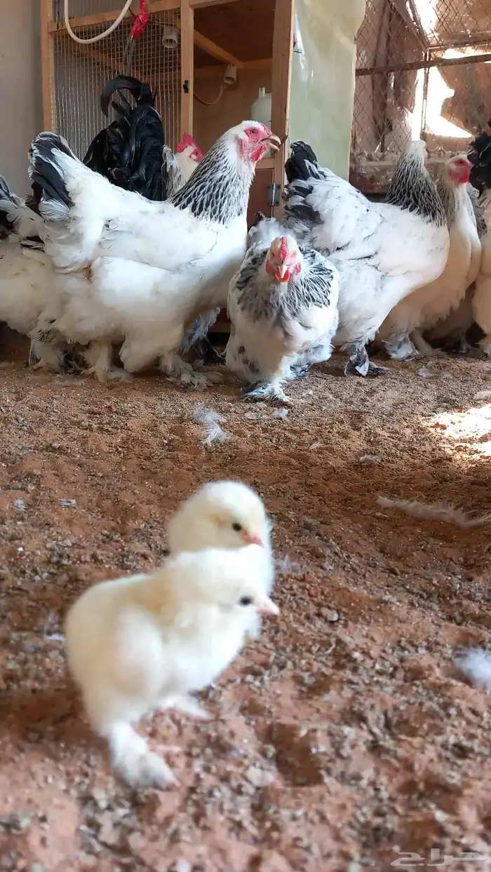 صيصان براهما كولومبي 1