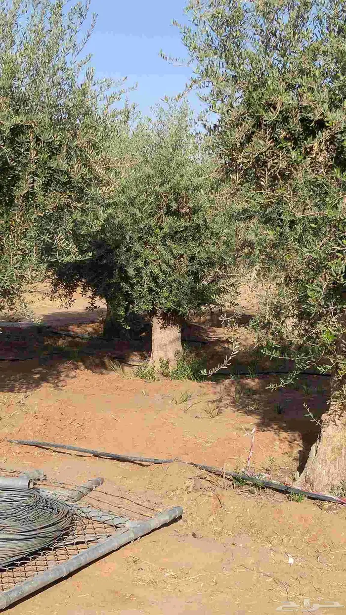 اشجار زيتون معمر ومحضان للبيع جميع النواعه 7