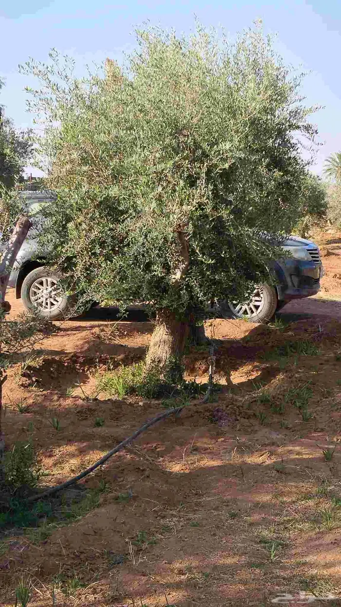 اشجار زيتون معمر ومحضان للبيع جميع النواعه 8