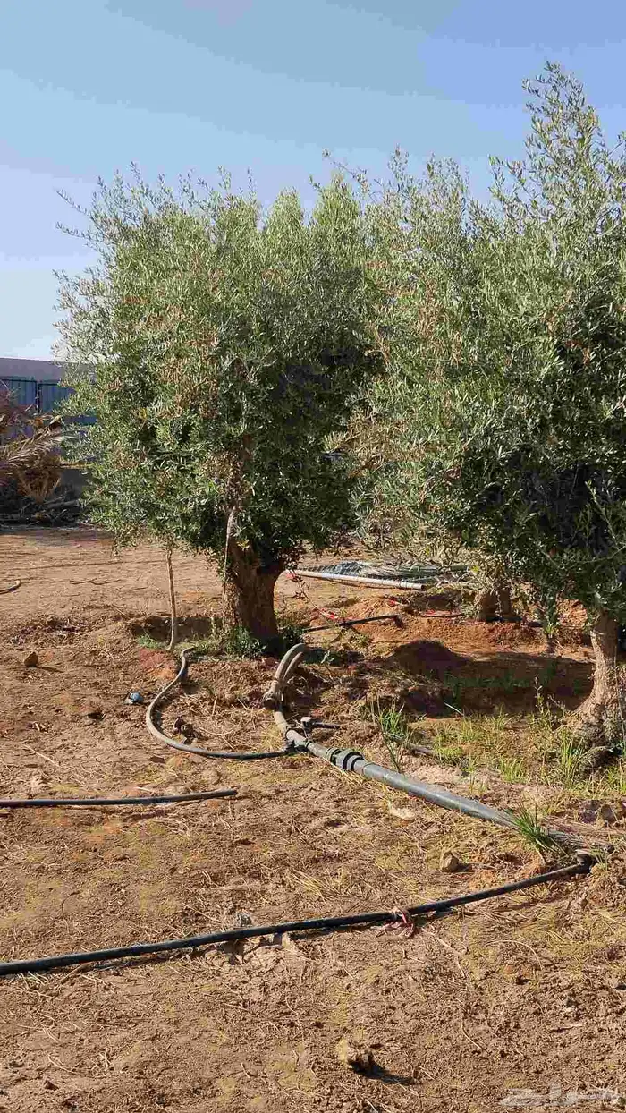 اشجار زيتون معمر ومحضان للبيع جميع النواعه 9