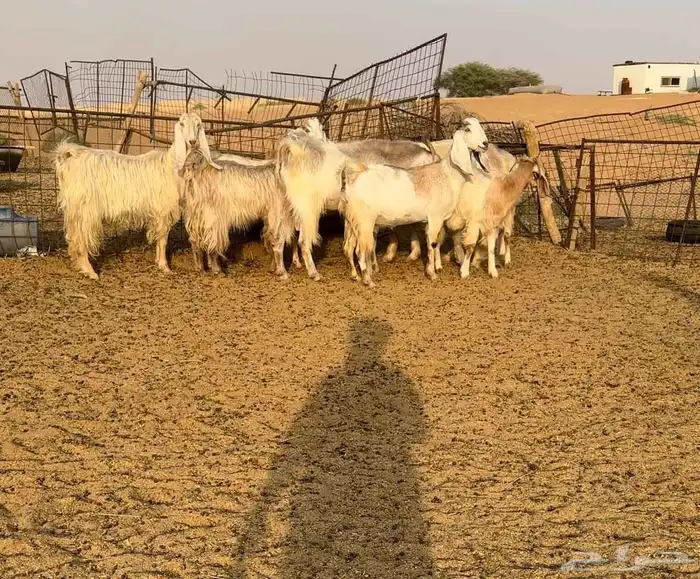 معزا مصريات فاخره((( تم البيع ))) 0