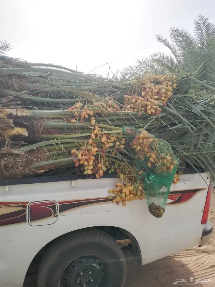 السلام عليكم ورحمه الله وبركاته عندنا نخل طيب متواجد في مكه 0