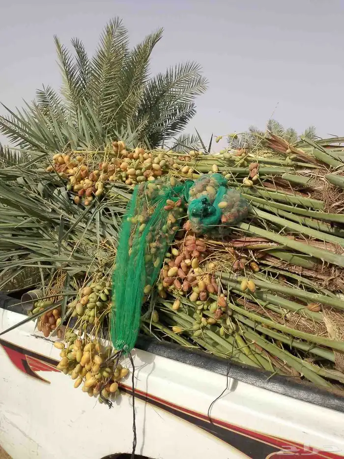 السلام عليكم ورحمه الله وبركاته عندنا نخل طيب متواجد في مكه 3