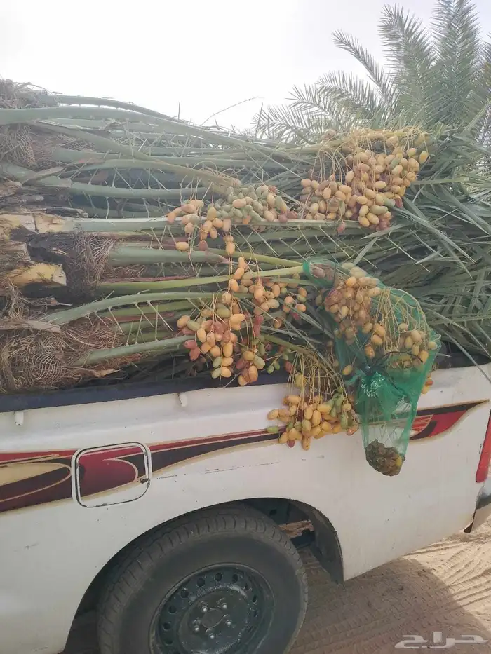 السلام عليكم ورحمه الله وبركاته عندنا نخل طيب متواجد في مكه 2