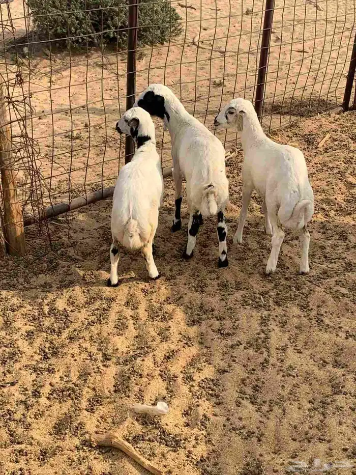 للبيع بهم نظيف تربيه 3