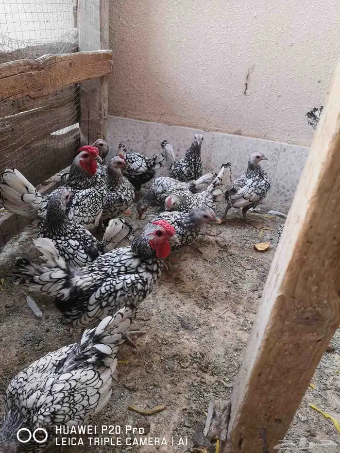 تم البيع سبرايت شبابي (منتج) 1