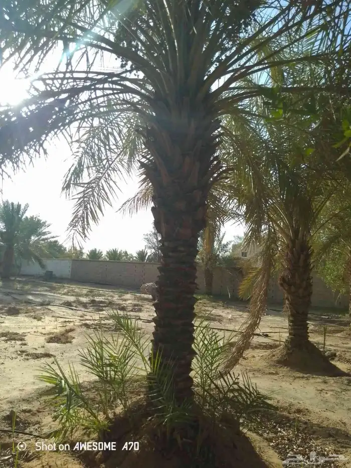 نقوم بقلع وغرس النخيل وتوريد وتركيب 9