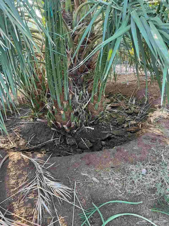 يوجد لدينا جميع انواع النخيل نقايل وجثائث وفروخ جميع انواع 0