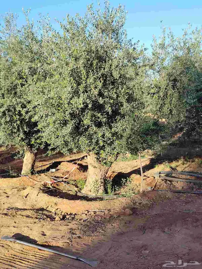 اشجار زيتون معمر ومحضان للبيع جميع النواعه 0