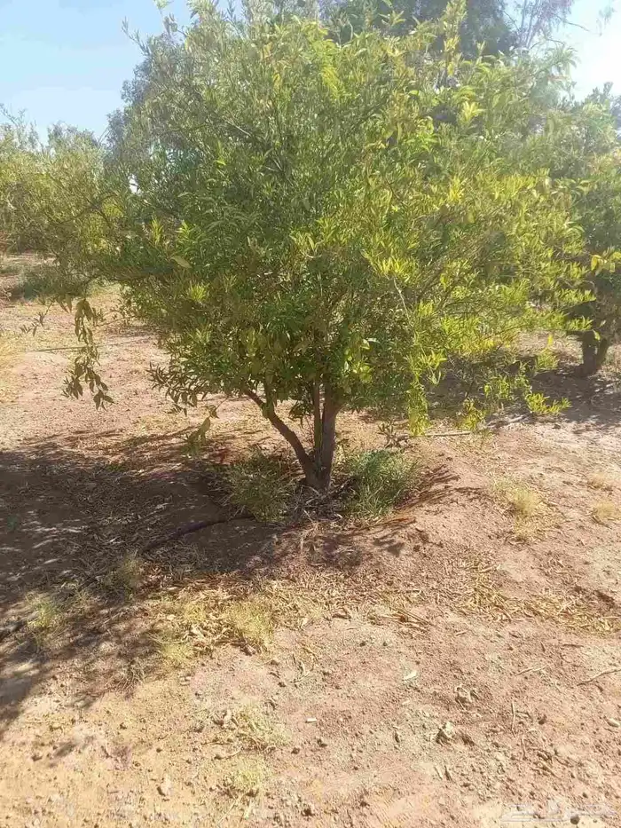 يوجد لدينا حمضيات يوسف فندي ليمون برتقال بو صره تين رمان عنب 3