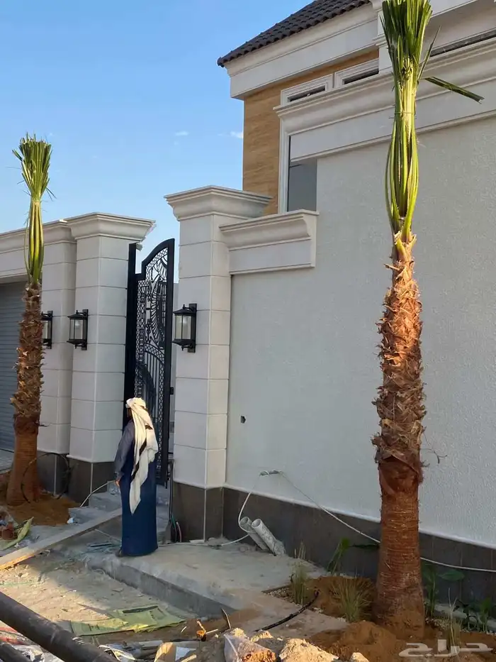 نخل واشنطن زينه 1