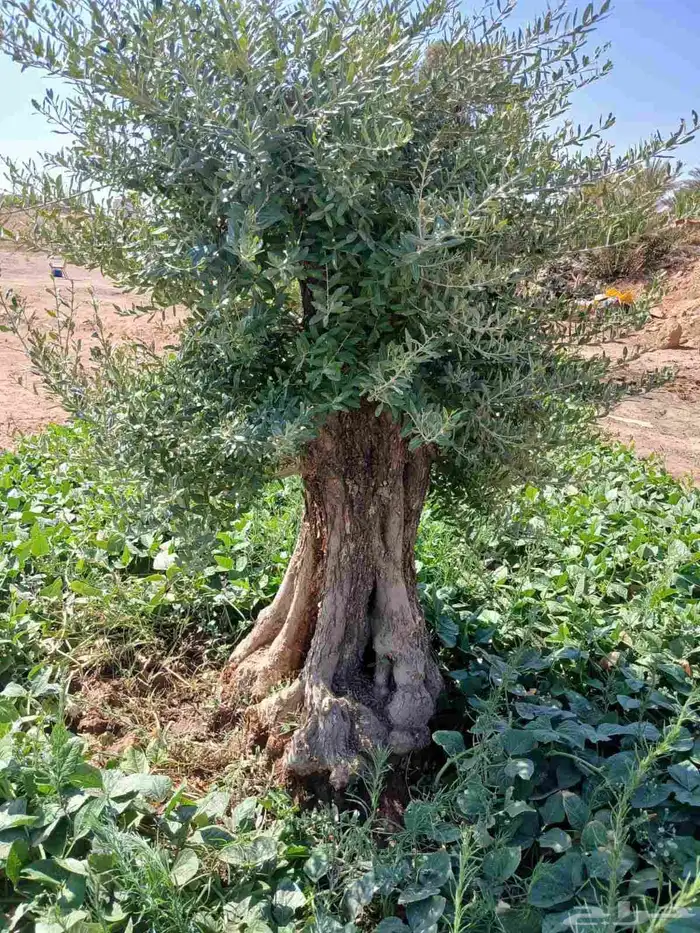 اشجار زيتون 5