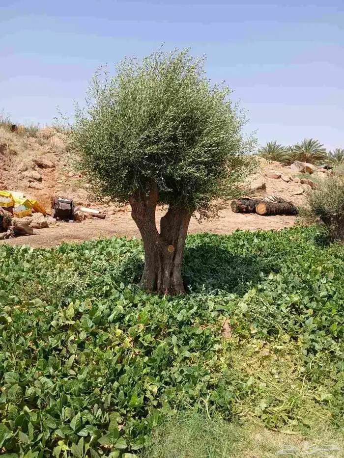 اشجار زيتون 6